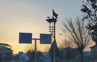 Baharın Müjdecisi Leylekler Aydın’A Gelmeye Başladı...