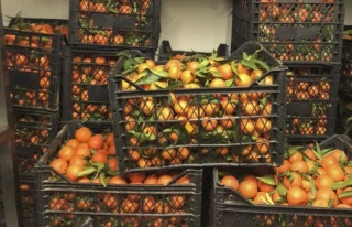 Büyükşehir’Den Vatandaşlara Vitamin Desteği...