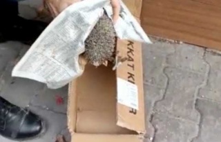 Demir Basamağın Altına Sıkışan Kirpiyi Zabıta...