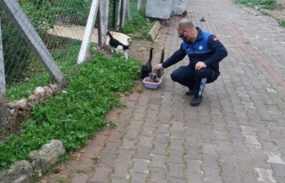Didim Belediyesi Minik Dostları Unutmadı 