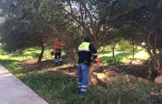 Didim’De Yeşil Alan Çalışmaları Devam Ediyor...