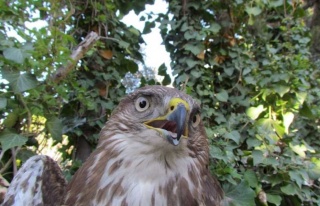 Kanadı Kırılan Şahin İçin Seferberlik 