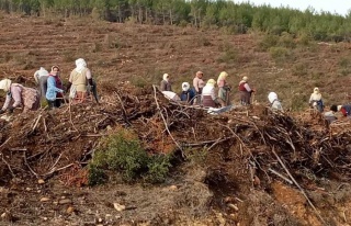 Karacasu’Da 280 Bin Fidan Toprakla Buluşuyor 