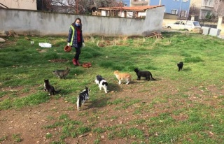 Karacasu’Da Sokak Canları Unutulmadı 