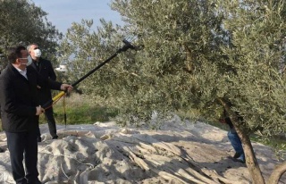 Kaymakam Şahin Zeytin Hasadı Yaptı 