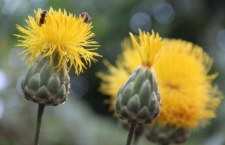 Kuşadası’Nda 17 Kök ’Tülüşah’ Korumaya...
