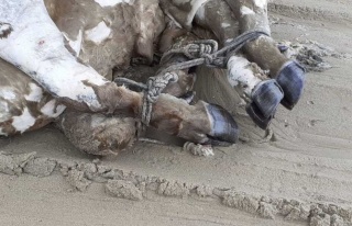 Kuşadası’Nda Denizden Bacakları Bağlı Boğazı...