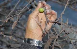 Ocak Ayında Erik Ağacı Meyve Verdi 