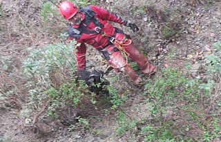 Söke’De Keçi Kurtarma Operasyonu 