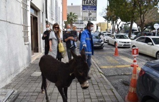 Trafiğe Çıkan Sıpa, Sürücülere Zor Anlar Yaşattı...