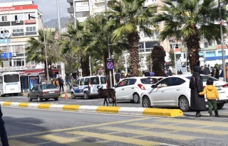 Trafiği Karıştıran Minik Sıpa, Yeni Yuvasına...