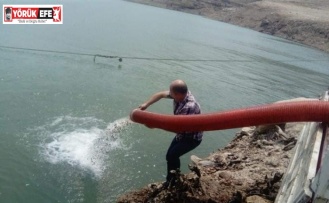 Aydın’da 501 bin sazan su ile buluştu