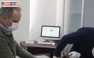 Yaralı şahin tedavi altına alındı