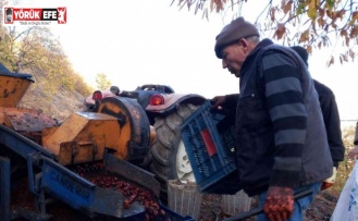 Kestanelerin sofralara yolculuğu başladı