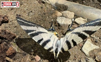 Türkiye’de nadir görülen zebra kırlangıç kuyruklu kelebek Aydın’da görüntülendi
