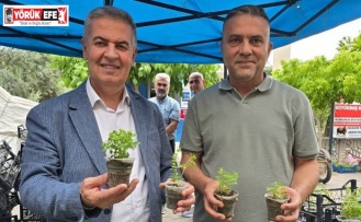Doğal sivrisinek kovar fesleğenler yoğun ilgi gördü