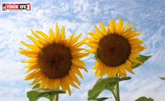 Ayçiçek alım fiyatları açıklandı