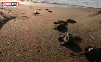 Caretta carettalar denizle buluştu