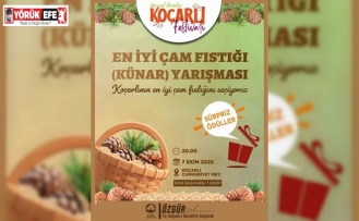Koçarlı’da çam fıstığının en iyisi seçilecek