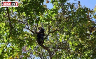 Aydın’ın dağlarında kestane sezonu sona erdi