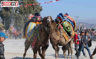 Aydın’da deve güreşleri ertelendi