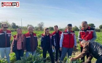 Aydın’da enginar üretimi yükselişte