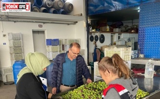 Buharkent’te zeytin rekoltesi ve kalite kontrol çalışmaları sürüyor