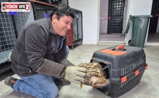 Germencik’te belediyenin ihbar hattı yaban hayvanlarına da umut oluyor