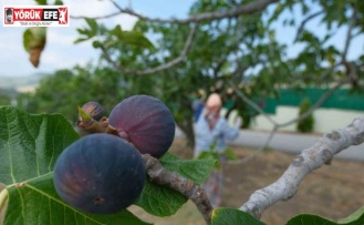 Bozdoğan’da bir yılda 2 bin incir fidanı toprakla buluştu
