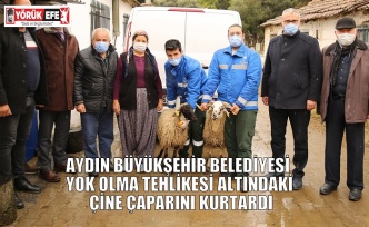 AYDIN BÜYÜKŞEHİR BELEDİYESİ YOK OLMA TEHLİKESİ ALTINDAKİ ÇİNE ÇAPARINI KURTARDI