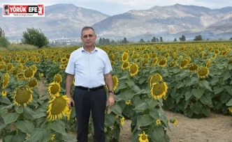 Aydın’da ayçiçeği üretiminde başarı sağlandı