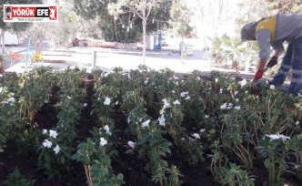 Didim’de mevsimlik çiçeklerin dikimi yapılıyor
