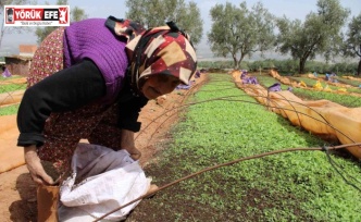 80 yaşındaki Raziye Nine gençlere taş çıkarıyor
