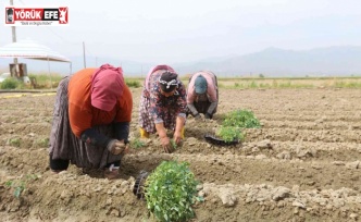 Efeler Belediyesi’nin tarım ürünlerini çeşitleniyor