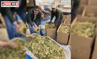 Karacasu’da tütünler paketlenmeye başladı, üreticiyi para kazanamama telaşı sardı