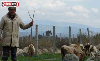 Bahar yağmurları çobanların yüzünü güldürdü