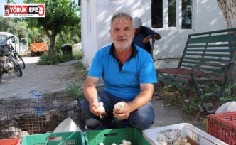 Civciv üreticileri, yasal düzenleme istiyor