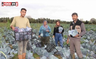 Aydın’da kara lahana hasadı başladı