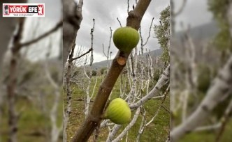Küresel ısınma, incir ağaçlarını da şaşırttı