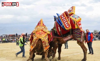 Efeler’deki deve güreşi festivali ertelendi