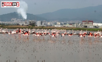 Flamingolar Söke Ovası’nı şenlendirdi