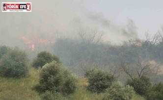 Aydın’daki yangın kontrol altına alındı