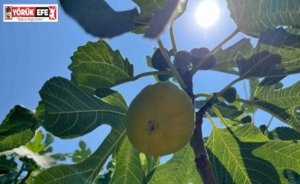 Aydın’da erkenci incirler çıktı