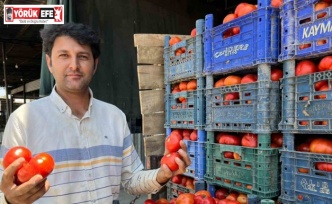 Yerli domates çıktı