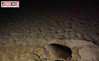 EKODOSD’tan Caretta Caretta uyarısı