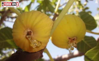 İncirde hasat ve ihracat tarihi belli oldu