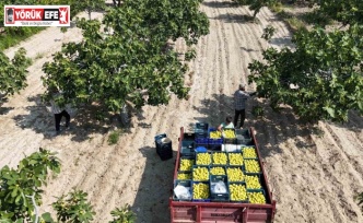 Buharkent’in damak çatlatan lezzeti taze incir, sofralarda yerini aldı