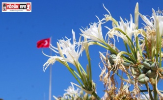 EKODOSD Başkanı Sürücü uyardı: "Kum zambakları yok olma tehlikesiyle karşı karşıya"