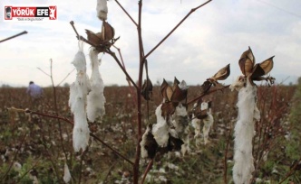 Aydın’da pamuk tarlalarını dolu vurdu