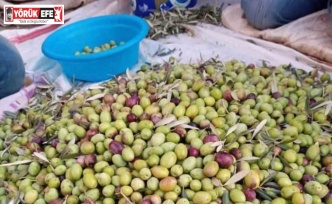 Köşk İlçe Tarım, Aydın Memecik Zeytini’ne dikkat çekti